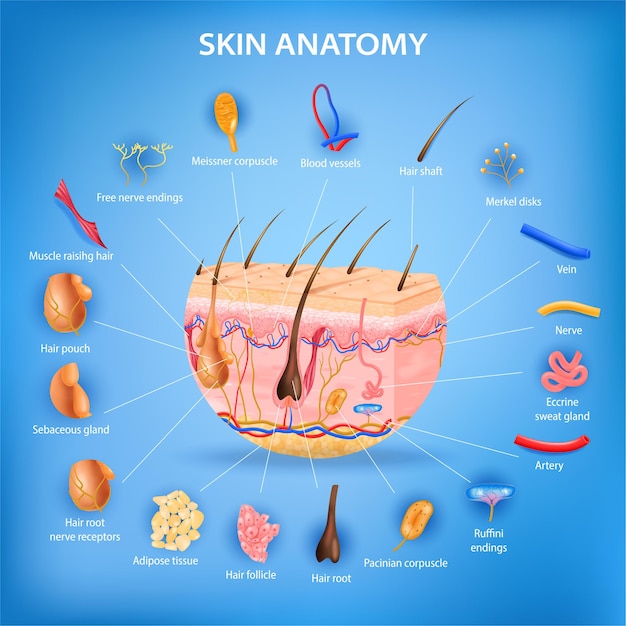 Póster realista de anatomía de la piel con capas e ilustración de partes etiquetadas