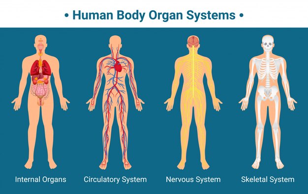 Póster Sistemas de órganos del cuerpo humano