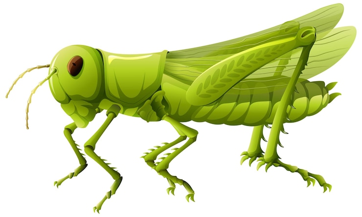 Vector gratuito un primer plano de un saltamontes al estilo de los dibujos animados