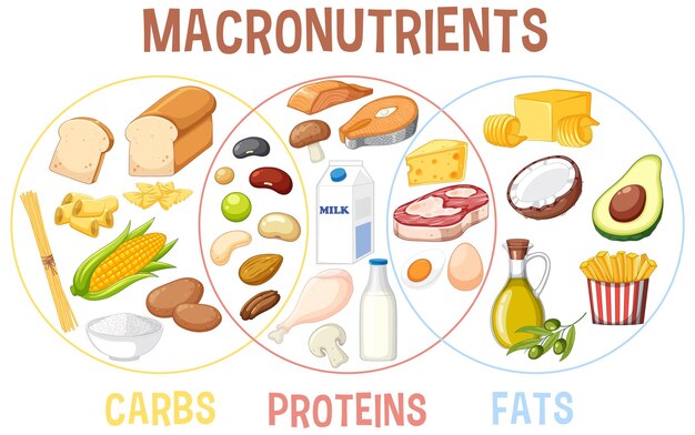 Principales grupos de alimentos macronutrientes vector