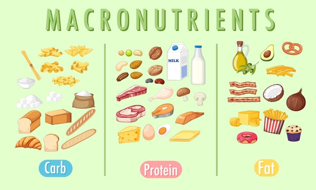 Principales grupos de alimentos macronutrientes vector