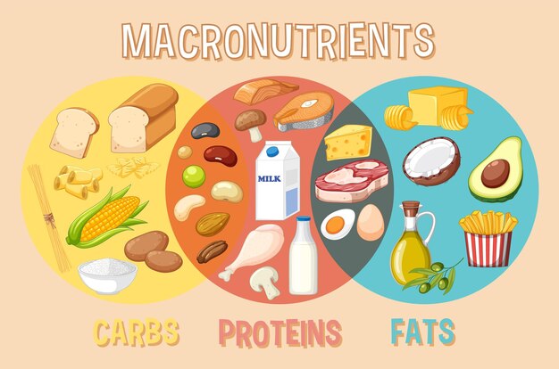 Principales grupos de alimentos macronutrientes vector