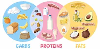 Vector gratuito principales grupos de alimentos macronutrientes vector