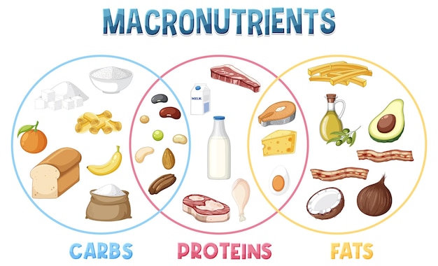 Principales grupos de alimentos macronutrientes vector