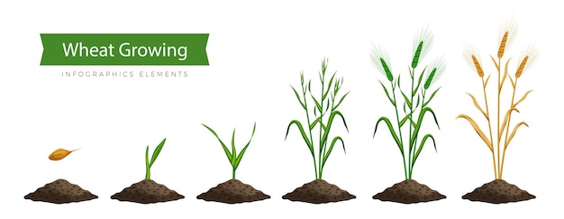 Proceso de cultivo de trigo, paso a paso