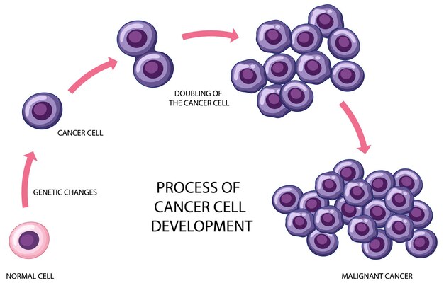 Proceso de desarrollo de células cancerosas.