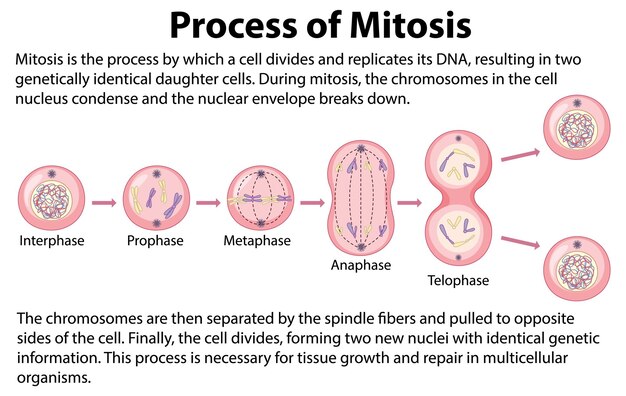 Proceso de las fases de la mitosis con explicaciones.