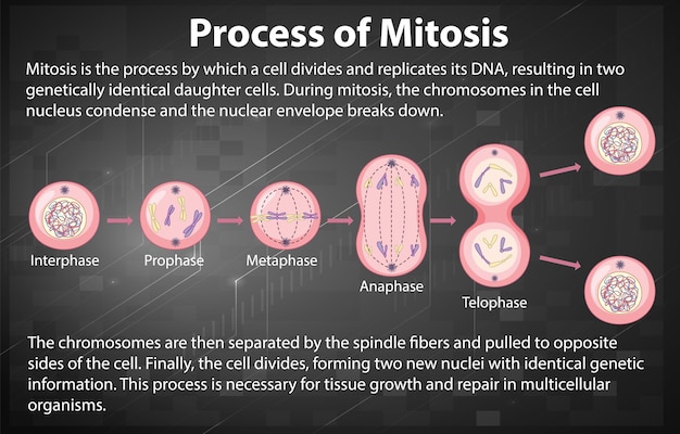 Proceso de las fases de la mitosis con explicaciones.