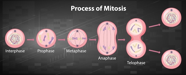 Proceso de las fases de la mitosis con explicaciones.