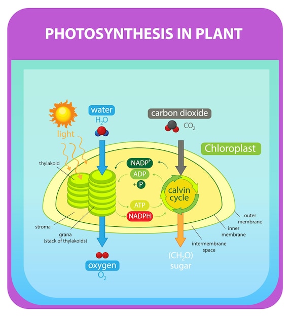 Proceso de fotosíntesis en planta.