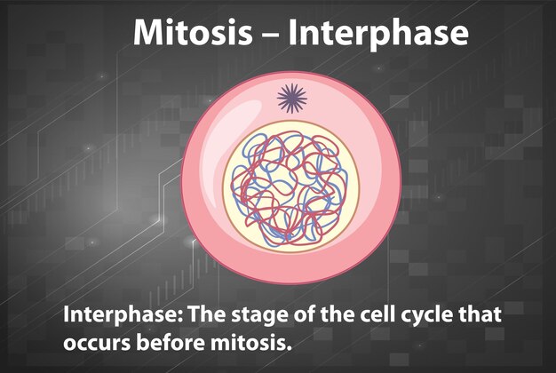 Proceso de la interfase de la mitosis con explicaciones.
