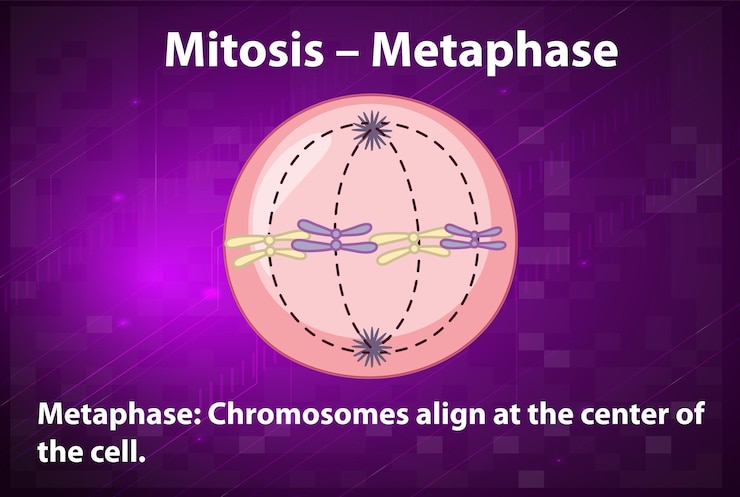 Vector gratuito proceso de la metafase de la mitosis con explicaciones.