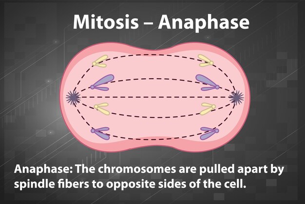Proceso de mitosis anafase con explicaciones.