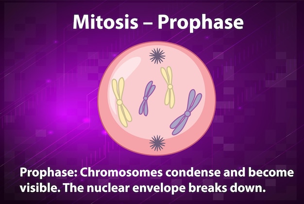 Vector gratuito proceso de mitosis profase con explicaciones.