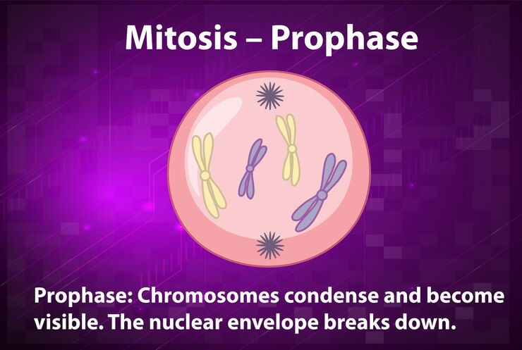 Vector gratuito proceso de mitosis profase con explicaciones.