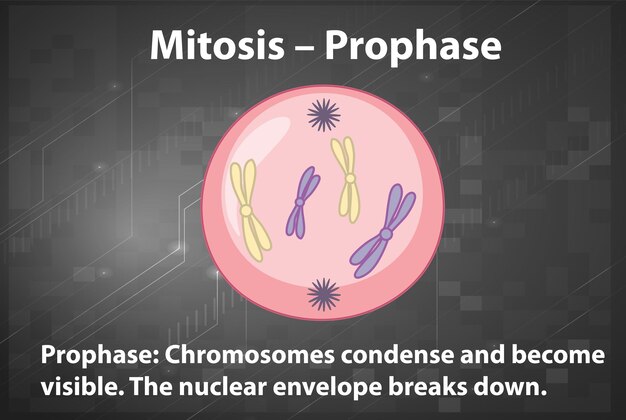 Proceso de mitosis profase con explicaciones.