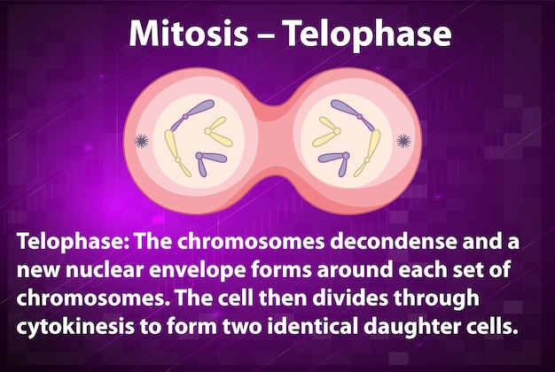 Vector gratuito proceso de mitosis telofase con explicaciones.