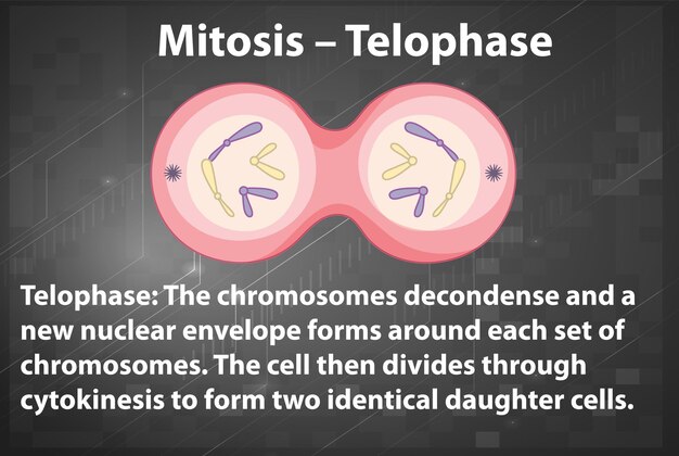 Proceso de mitosis telofase con explicaciones.