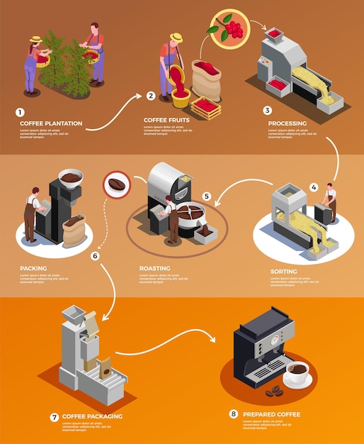 Producción de la industria del café desde la semilla hasta el cartel infográfico isométrico de la taza con procesamiento de granos cosechados empacando ilustración de elaboración de cerveza