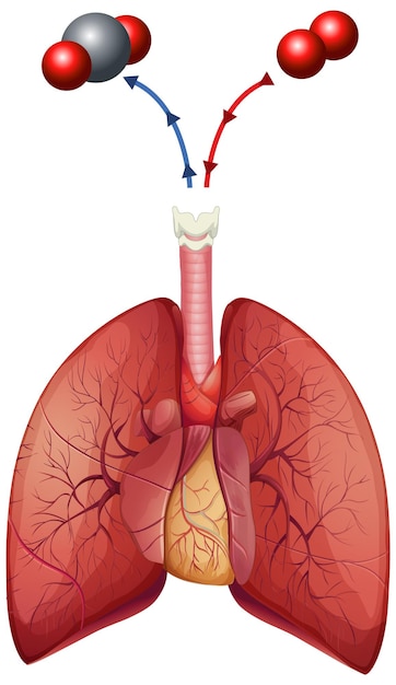 Vector gratuito pulmones humanos sobre fondo blanco