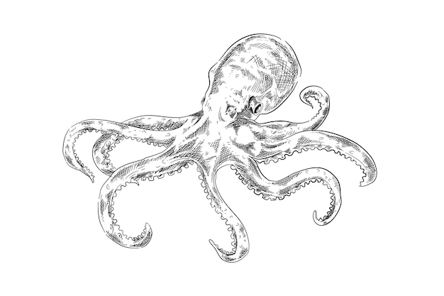 Pulpo de diseño dibujado a mano