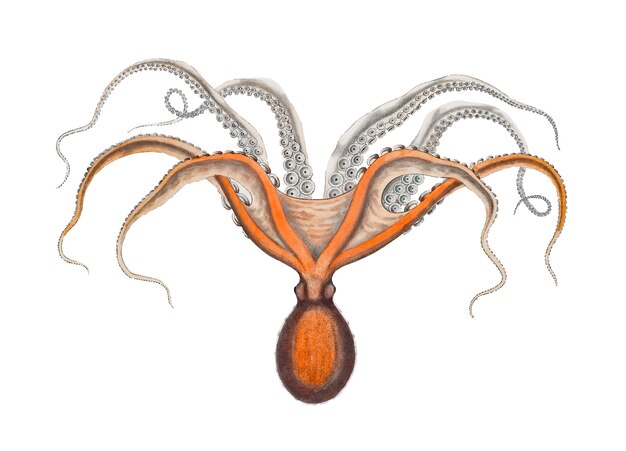 Pulpo rojo