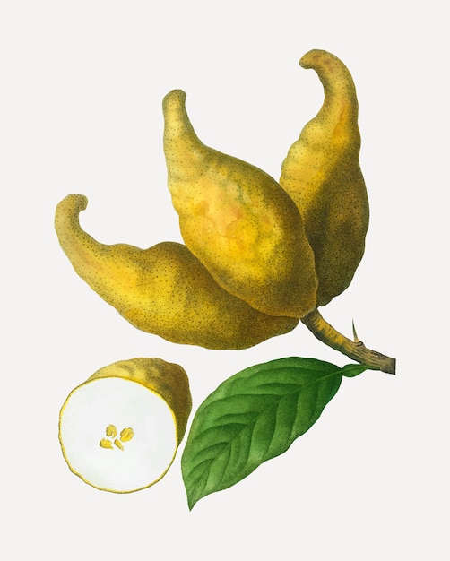 Racimo de limones