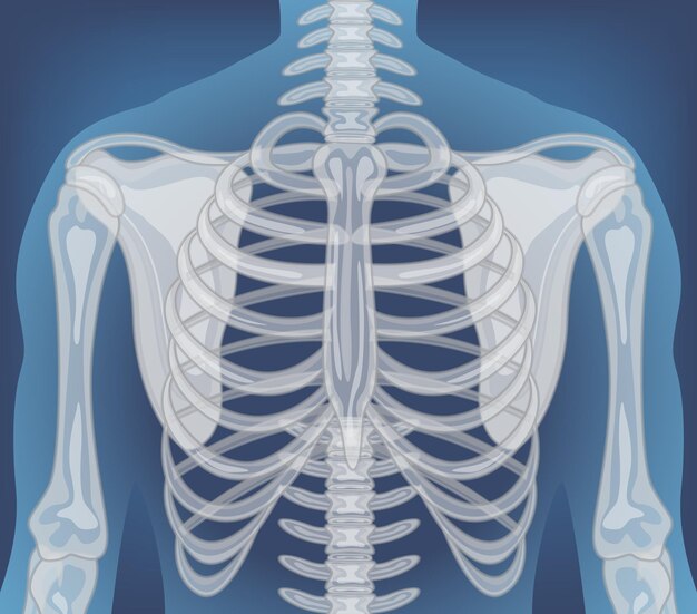 Radiografía del cuerpo humano con órganos internos
