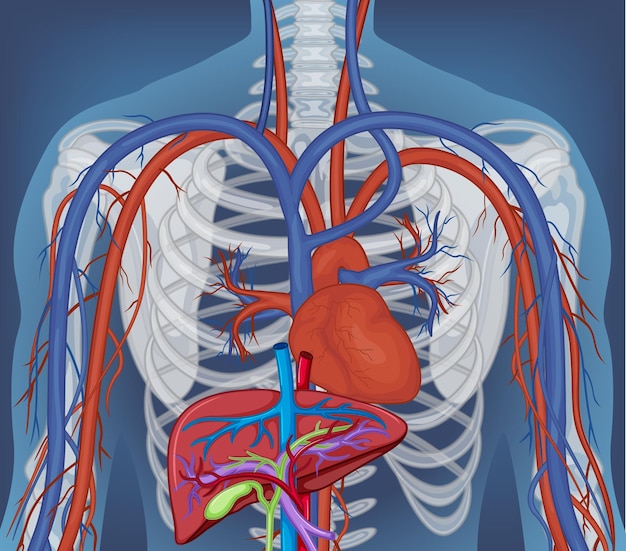 Radiografía del cuerpo humano con órganos internos