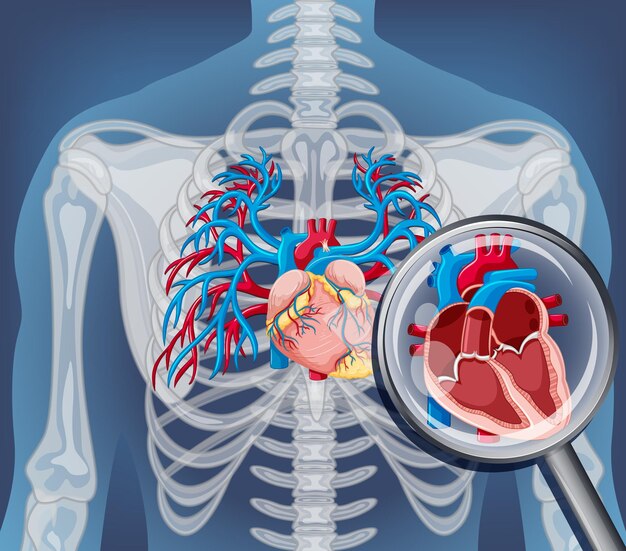 Radiografía del cuerpo humano con órganos internos