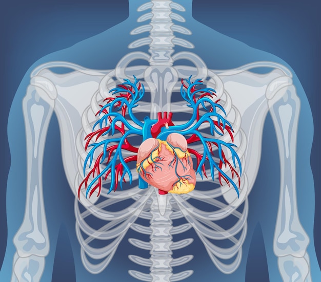 Radiografía del cuerpo humano con órganos internos
