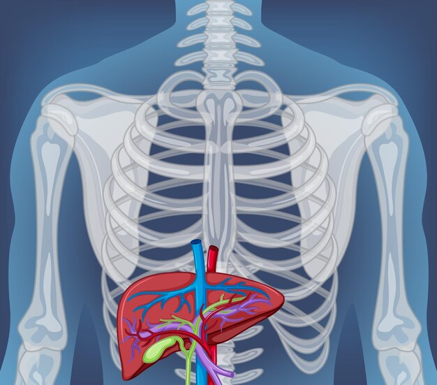 Radiografía del cuerpo humano con órganos internos
