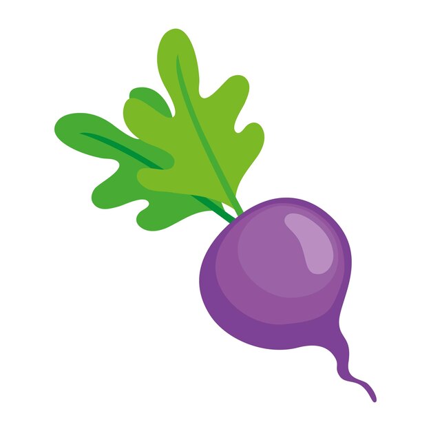 radish vegetable organic icon isolated