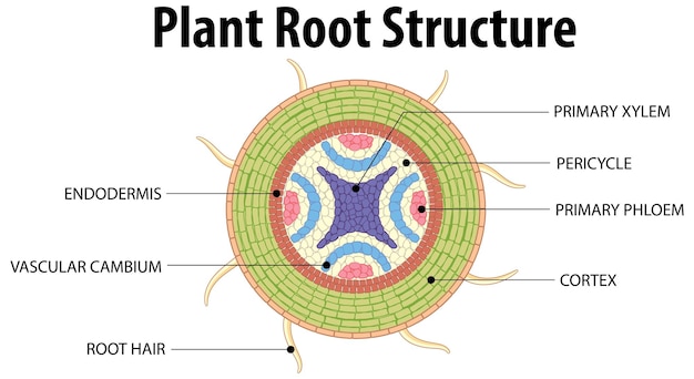 Raíz aislada de la planta y su estructura