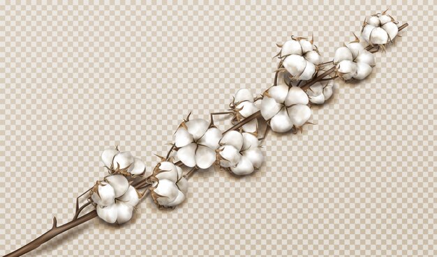 Rama de algodón realista con flores y tallo