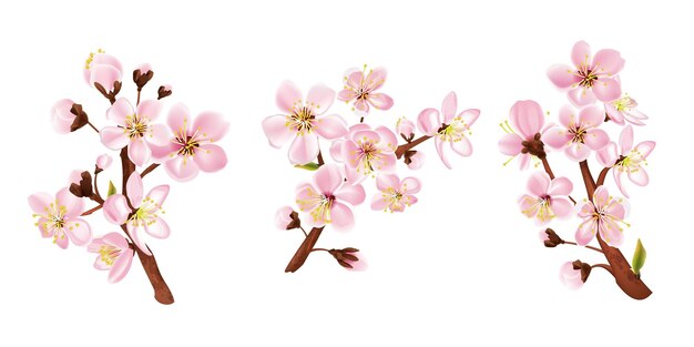 Rama de árbol frutal con flores ilustración vectorial aislada realista