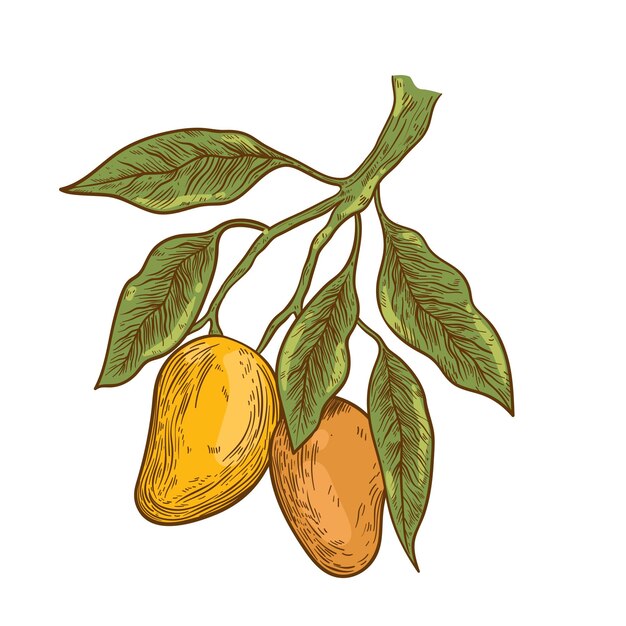 Rama de árbol de mango botánico dibujado a mano con frutas