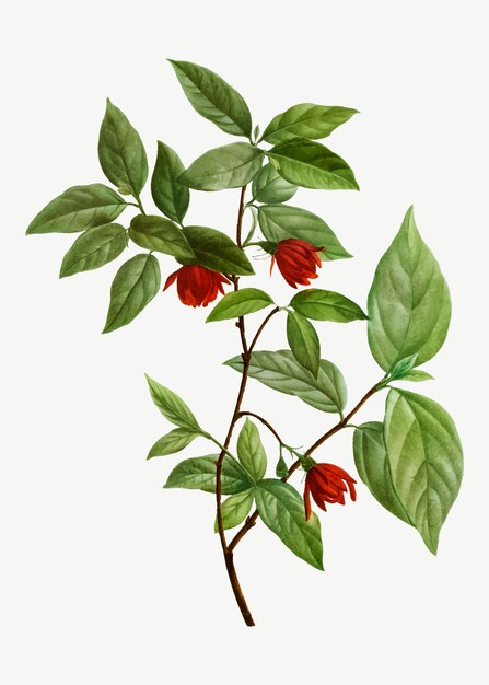Rama de árbol