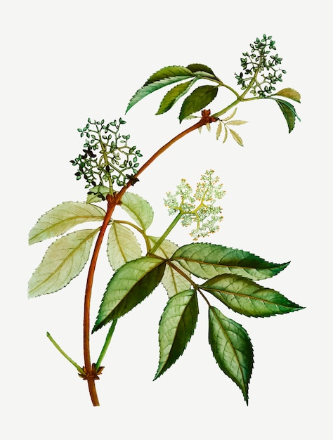 Rama de árbol