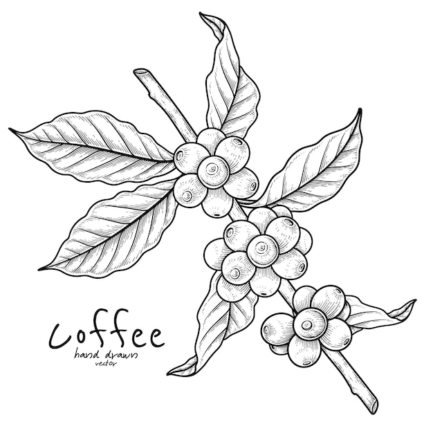 Rama de café con frutas Dibujado a mano Ilustración