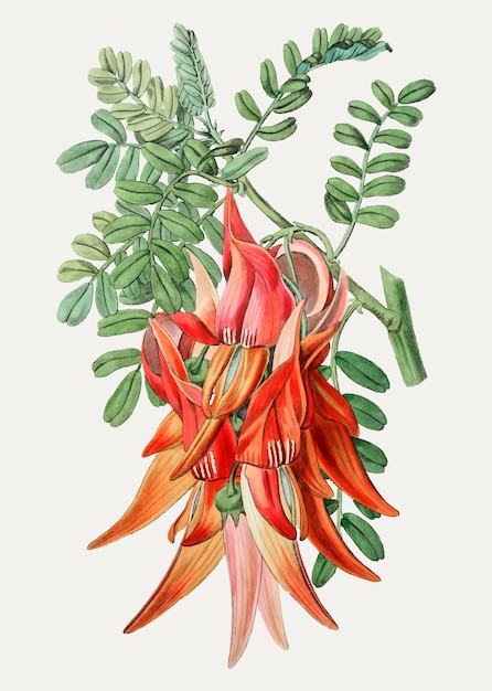 Rama de clianthus