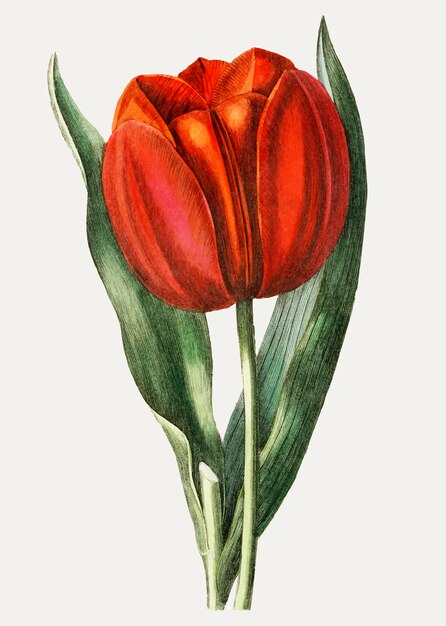 Rama de tulipán de Gesner vintage para decoración.