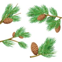 Vector gratis ramas de pino verde con conos realista conjunto de ilustración de vector de decoración aislada