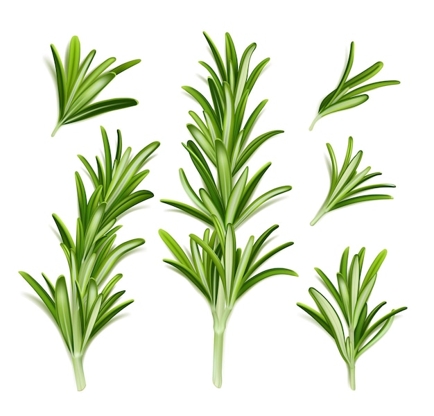 Ramas de plantas de romero con hojas verdes.