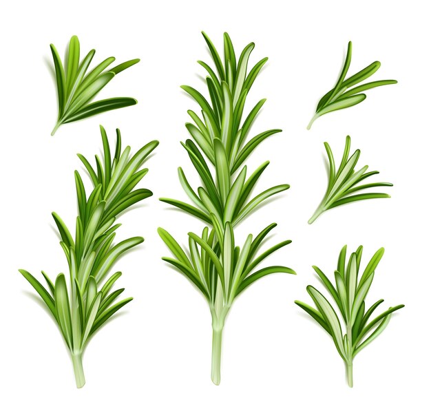 Ramas de plantas de romero con hojas verdes.