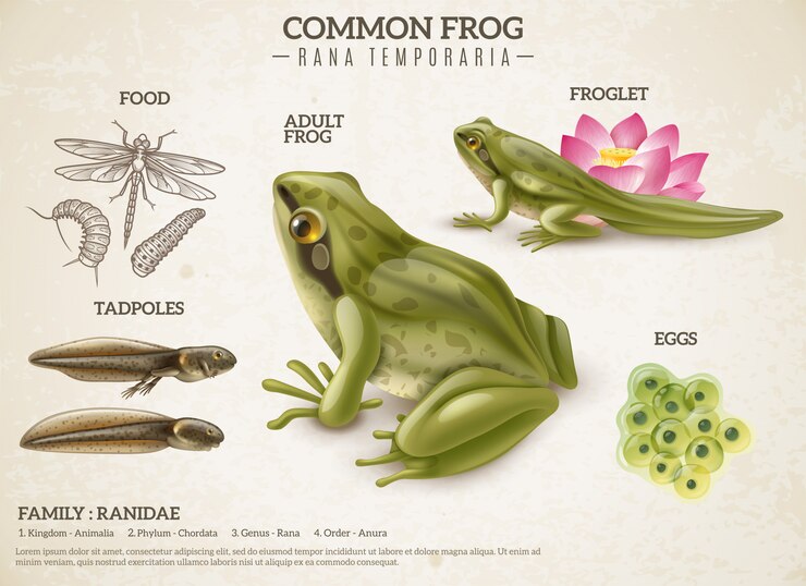 Vector gratuito rana estilo de vida retro biología ciencia cartel educativo con huevos de animales adultos renacuajos masivos ranas
