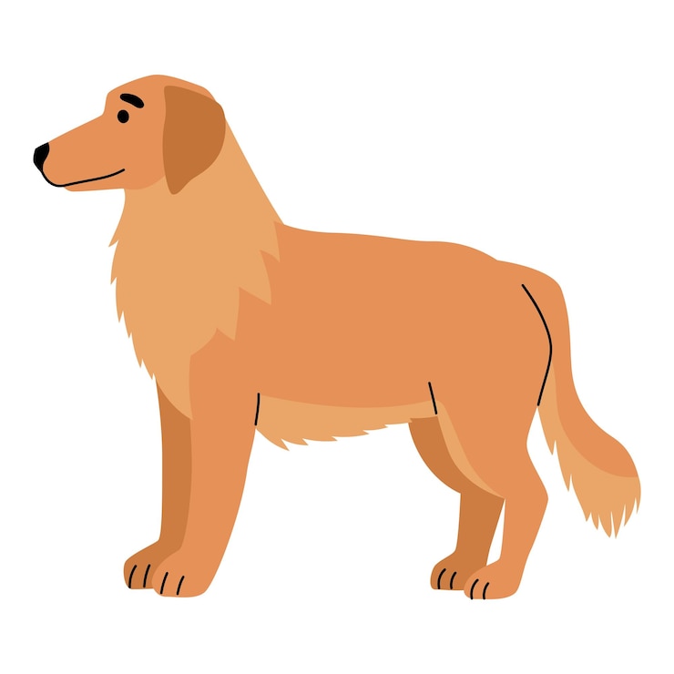 Vector gratuito raza de perro labrador