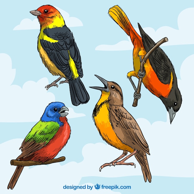 Vector gratuito razas de aves coloridas