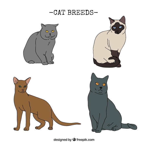 Razas de gato dibujadas a mano