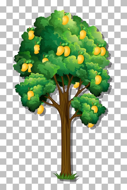 Árbol de mango sobre fondo transparente